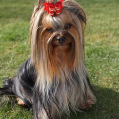Yorkshire terrier "Jazzmin"