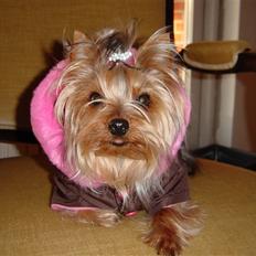 Yorkshire terrier Maggie