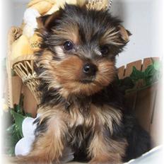 Yorkshire terrier Maggie