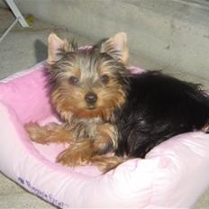 Yorkshire terrier Maggie