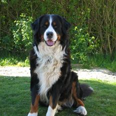 Berner sennenhund Pim
