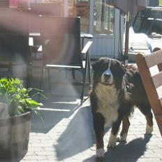 Berner sennenhund Pim