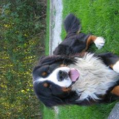 Berner sennenhund Pim