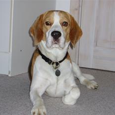 Beagle Disney Død d.19 feb 2011