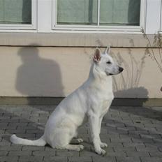 Hvid schæfer Malaicas Prins Diego