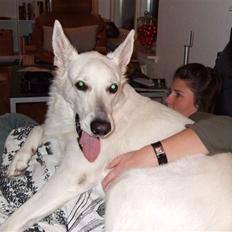 Hvid schæfer Kida *himmelhund*