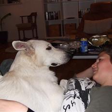 Hvid schæfer Kida *himmelhund*