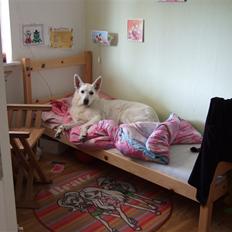 Hvid schæfer Kida *himmelhund*