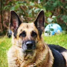 Schæferhund Nathja 13½ RIP d.27.03.09
