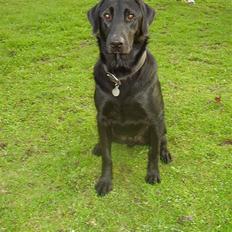 Blanding af racer Rex