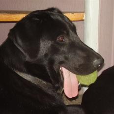 Blanding af racer Rex