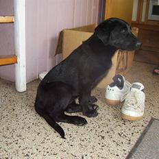 Blanding af racer Chessie