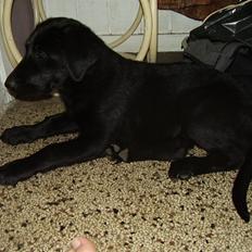 Blanding af racer Chessie