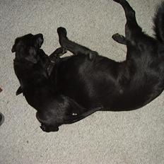 Blanding af racer Chessie