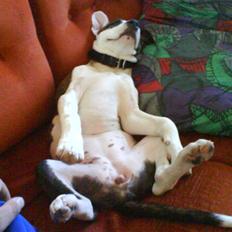 Amerikansk staffordshire terrier Luci