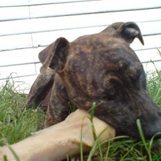 Amerikansk staffordshire terrier Lacey