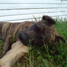 Amerikansk staffordshire terrier Lacey