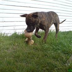 Amerikansk staffordshire terrier Lacey