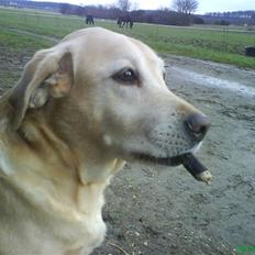 Labrador retriever Richo R.I.P 2009