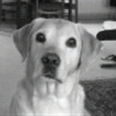Labrador retriever Richo R.I.P 2009