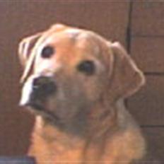 Labrador retriever Richo R.I.P 2009
