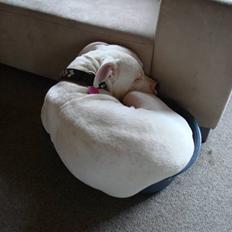 Blanding af racer Tyson