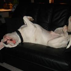 Blanding af racer Tyson