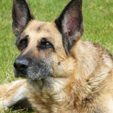 Schæferhund Nathja 13½ RIP d.27.03.09