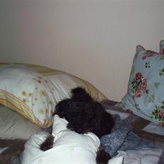 Blanding af racer Timmy