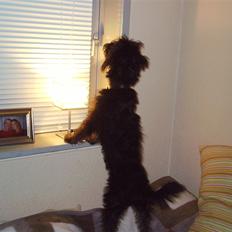 Blanding af racer Timmy