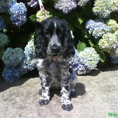 Cocker spaniel Lady <333 xD