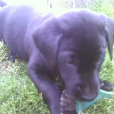 Labrador retriever Bertram (Nye billeder!)