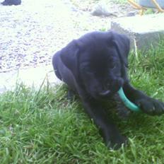 Labrador retriever Bertram (Nye billeder!)