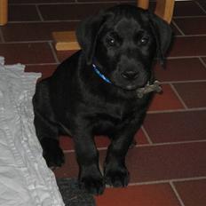 Labrador retriever Bertram (Nye billeder!)
