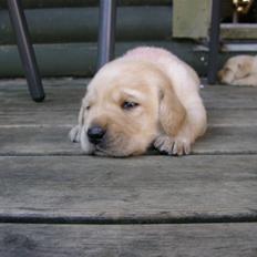 Labrador retriever Aygo