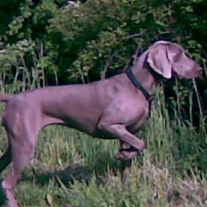 Weimaraner After bella's tessa