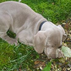 Weimaraner After bella's tessa