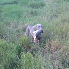Weimaraner After bella's tessa