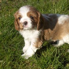 Cavalier king charles spaniel Aslan R.I.P. (Himmelhund)