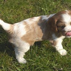 Cavalier king charles spaniel Aslan R.I.P. (Himmelhund)