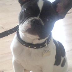Fransk bulldog Wacko