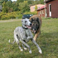 Whippet Sea Leopards`ndeed Neala