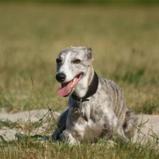 Whippet Sea Leopards`ndeed Neala