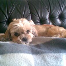 Shih tzu Emma R.I.P