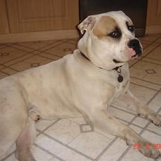 Amerikansk bulldog Arthur