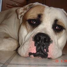 Amerikansk bulldog Arthur