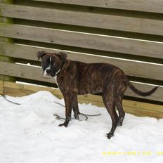 Amerikansk staffordshire terrier Dior