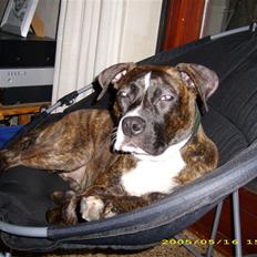 Amerikansk staffordshire terrier Dior