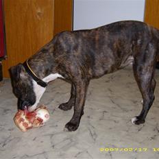 Amerikansk staffordshire terrier Dior