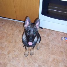 Schæferhund Heksehusets hexia de trix